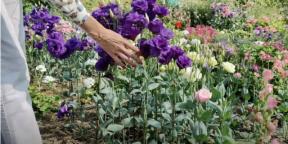 Såning af eustoma til frøplanter: hvornår og hvad skal man gøre, så blomsterne allerede er i juni