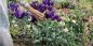 Såning af eustoma til frøplanter: hvornår og hvad skal man gøre, så blomsterne allerede er i juni