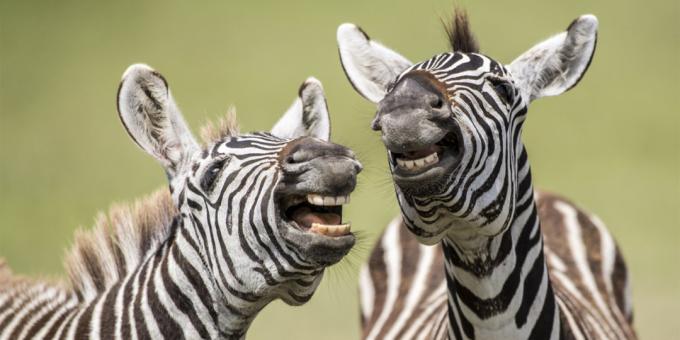 De mest latterlige billeder af dyr - zebra