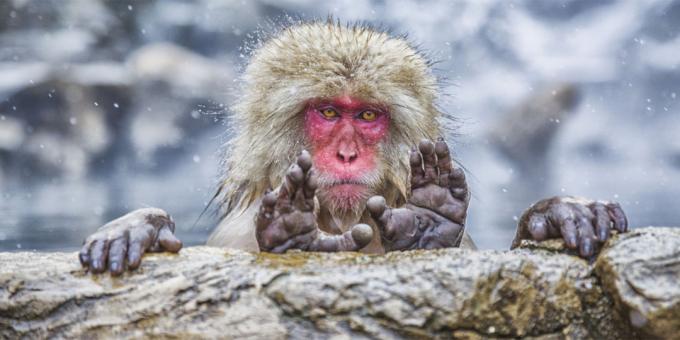 De mest latterlige billeder af dyr - abe