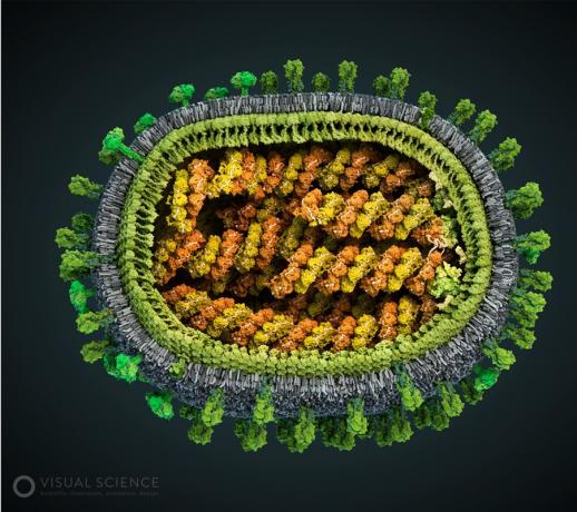 Model af influenzavirus