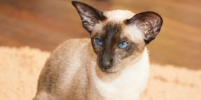 Siamesisk kat: race beskrivelse, karakter og pleje