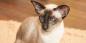 Siamesisk kat: race beskrivelse, karakter og pleje