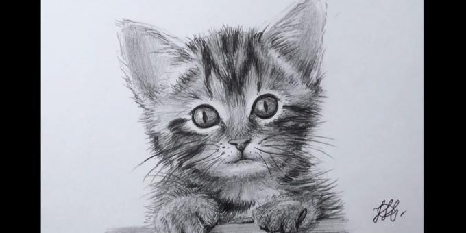 Sådan at tegne en kat snude i en realistisk stil
