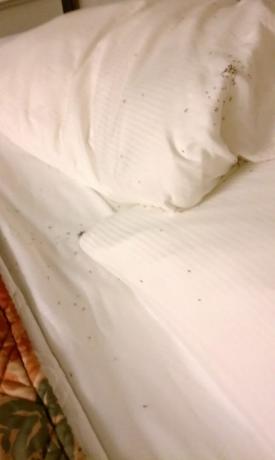 insekter i hotelværelset