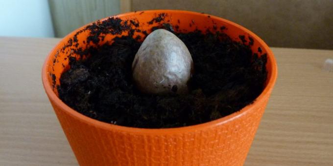 Hvordan at vokse en avocado fra en sten: Stenen i potten
