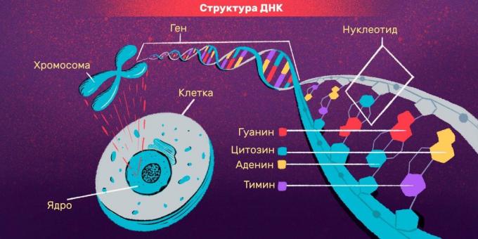 Personlige identifikation og DNA prøver: DNA-struktur