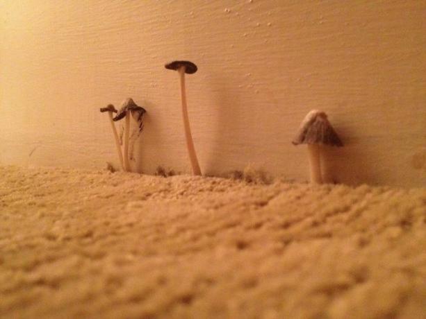 svampe på hotelværelset