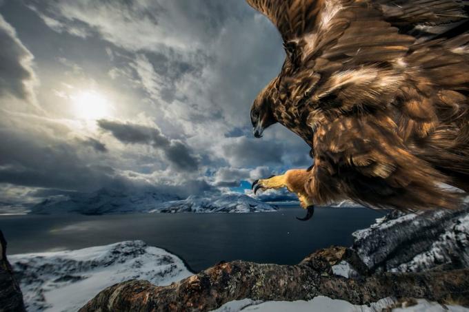 20 af de bedste billeder af naturen i 2019 i henhold til Nature Photographer Of The Year