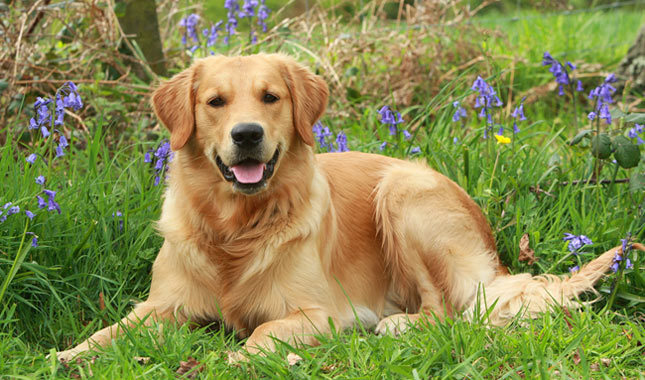 Top 10 mest intelligente hunderacer: Golden Retriever