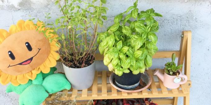 Sådan opbevarer urter: Det kan dyrkes i hjemmet