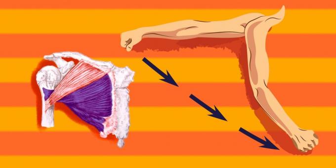 Øvelser på brystfinner muskler: at indlæse mere end den nederste del af brystmusklen, har du den tildelte mod skulderen til at oversætte frem og ned