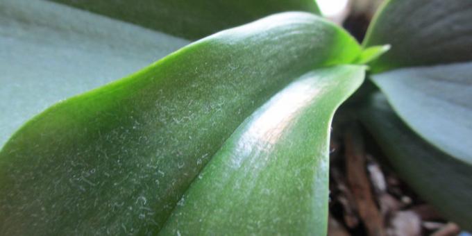 Hvordan til at vande orkidé: at slippe af med støv på bladene, sørge for bruser anlæg