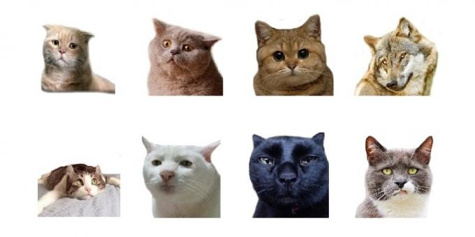 Klistermærker: Animal Photo Emoji