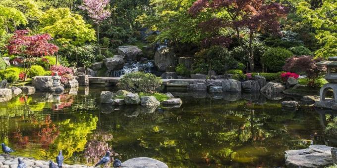 Hvad skal man se i London: Japansk Kyoto Garden i Holland Park