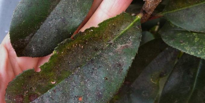 Hvad skal man gøre, hvis farver dukkede mealybug: På sukkerholdige sekreter udvikler skadedyr over tid sodede svamp