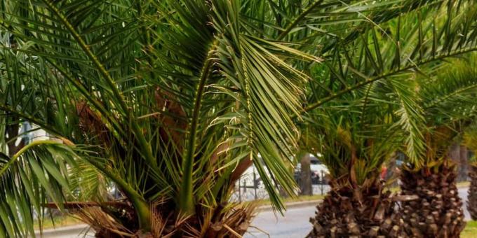 Indenlandske palme: Tamarind Röbel