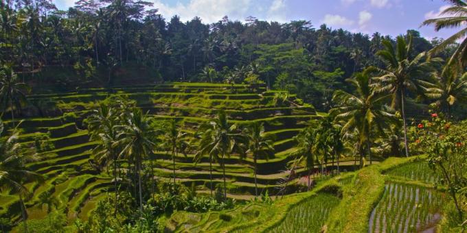 Asiatiske område bevidst tiltrækker turister: ris terrasser Tegallalang, Indonesien