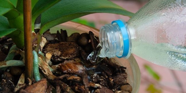 Sådan vand orkidé: Prøv at komme til selve planten når vandet hældes