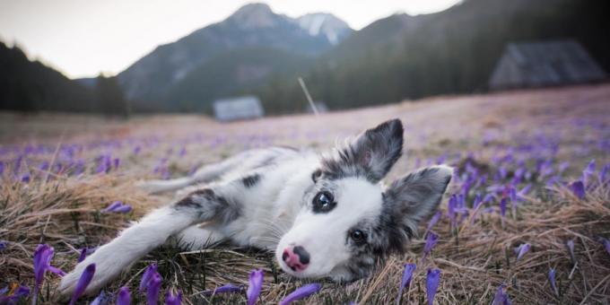 Hvordan man laver smukke billeder af hunde: kameraet og objektivet er vigtige