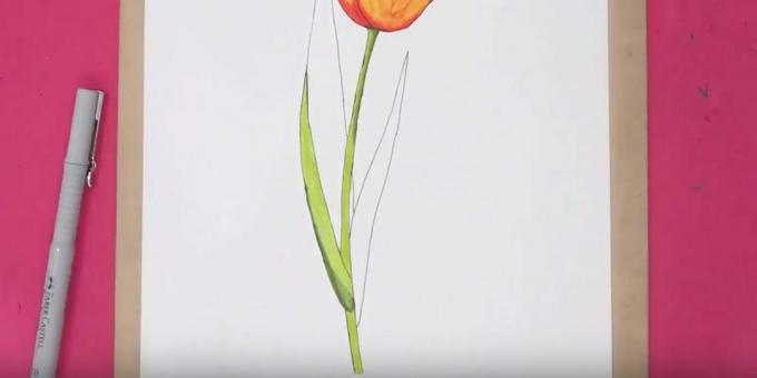 Sådan tegner du en tulipan: mal stammen og en del af bladet