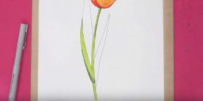 15 måder at tegne smukke tulipaner på