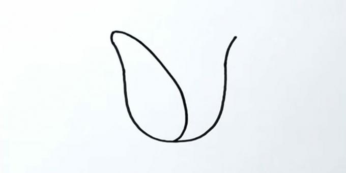 Hvordan man tegner en tulipan: træk det venstre kronblad