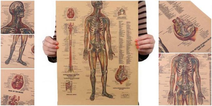Plakat "Den menneskelige nervesystem"