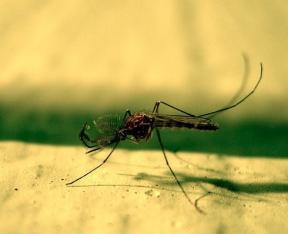 Beskyttelse mod de "blodsugere": hjem retsmidler for myg og andre skadedyr