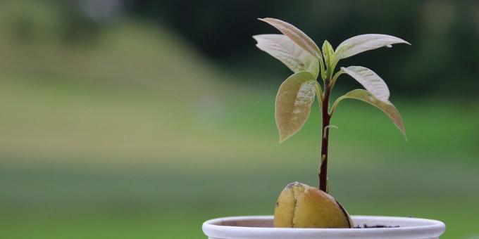 Hvordan at vokse en avocado fra en sten: Shoots