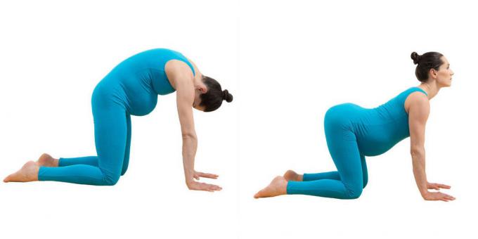 Yoga for gravide kvinder: Pose "cat-okse" (mardzhariasana-bitilasana)