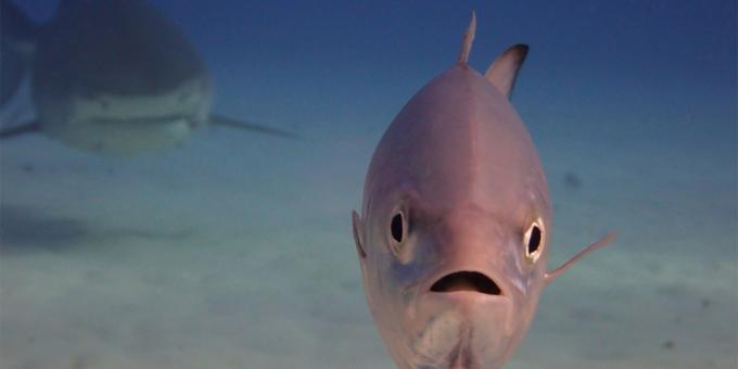 De mest latterlige billeder af dyr - fisk