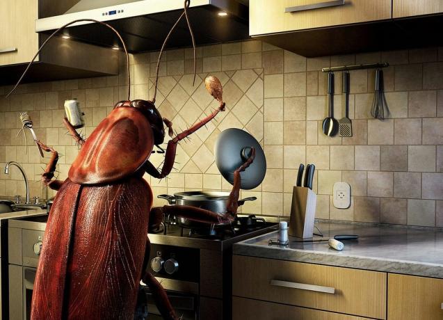 Hvordan at slippe af med kakerlakker 