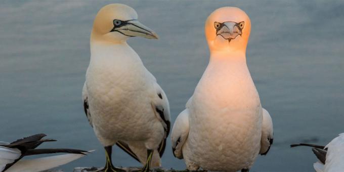 De mest latterlige billeder af dyr - en fugl med en lysende hoved
