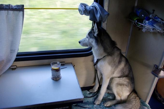 Transport af dyr i toget