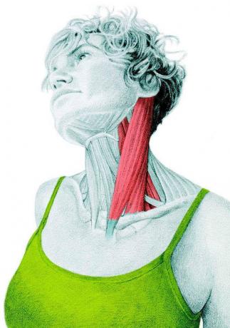 Anatomi af stretching: stretching af side flexors i halsen