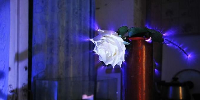 Hvad er bioenergetik: udledning af korona omkring en rose (Kirlian-effekt)