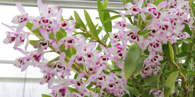 Hvordan til at passe orkideer Dendrobium