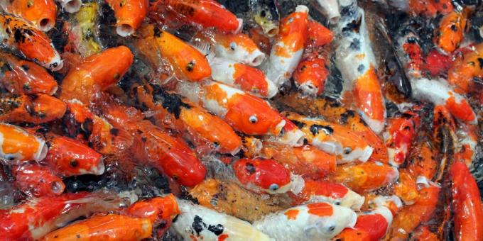 Misforståelser og sjove fakta om dyr: guldfisk har dårlig hukommelse