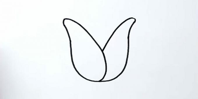 Sådan tegner du en tulipan: tegn det rigtige kronblad