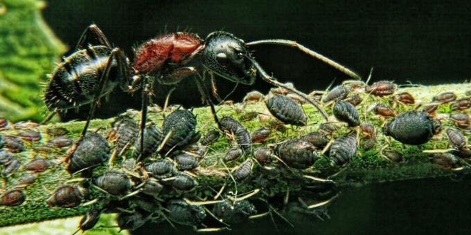 Misforståelser og interessante fakta om dyr: den mest magtfulde skabning i verden er en myre