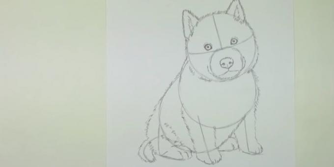 Tegn en hund shorstku