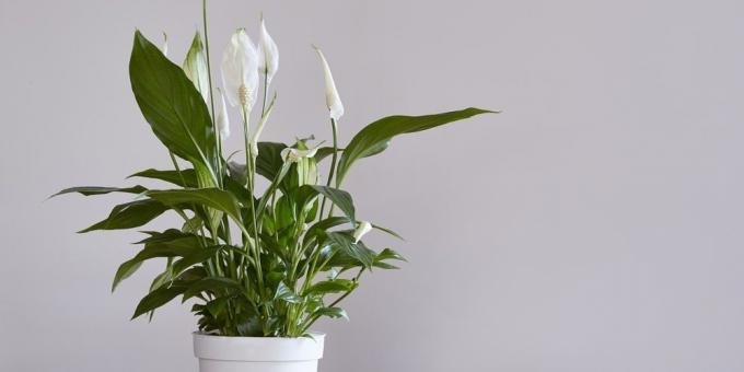 Fordringsløse planter: Spathiphyllum