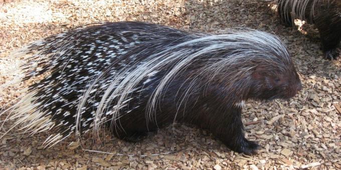 Misforståelser og sjove fakta om dyr: porcupines skyder nåle