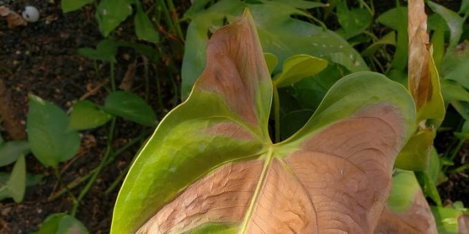 Sådan behandler Anthurium, når bladene brune pletter
