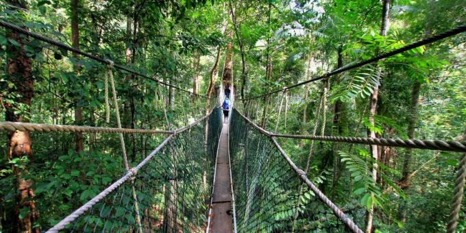 Asiatiske område bevidst tiltrækker turister: Nationalpark Taman Negara, Malaysia