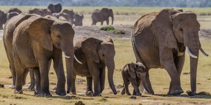 Misforståelser og fakta om dyr: gamle elefanter har et særligt sted at dø