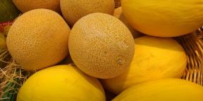 Hvordan man vælger en moden melon og sød
