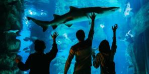 5 grunde til at besøge akvariet