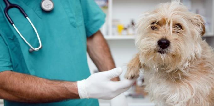 Regelmæssige besøg hos dyrlægen hunden vil aflaste mange sundhedsproblemer